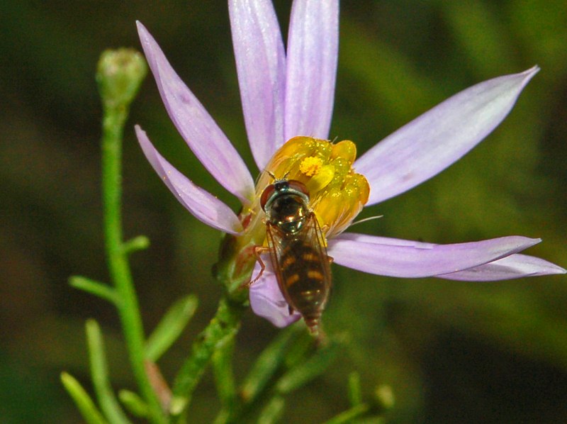 Syrphidae di fine Ottobre da determinare